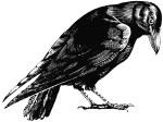 0039 Crow_REVERSED