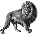 MB_00195_Lion