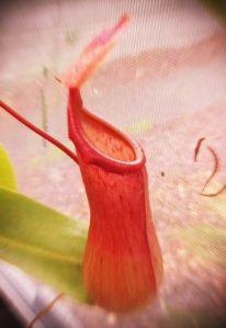 pitcher-plant-photo